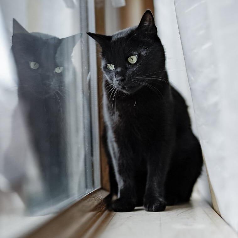 Tierbetreuung, Ablauf für Katzen und Kleintiere