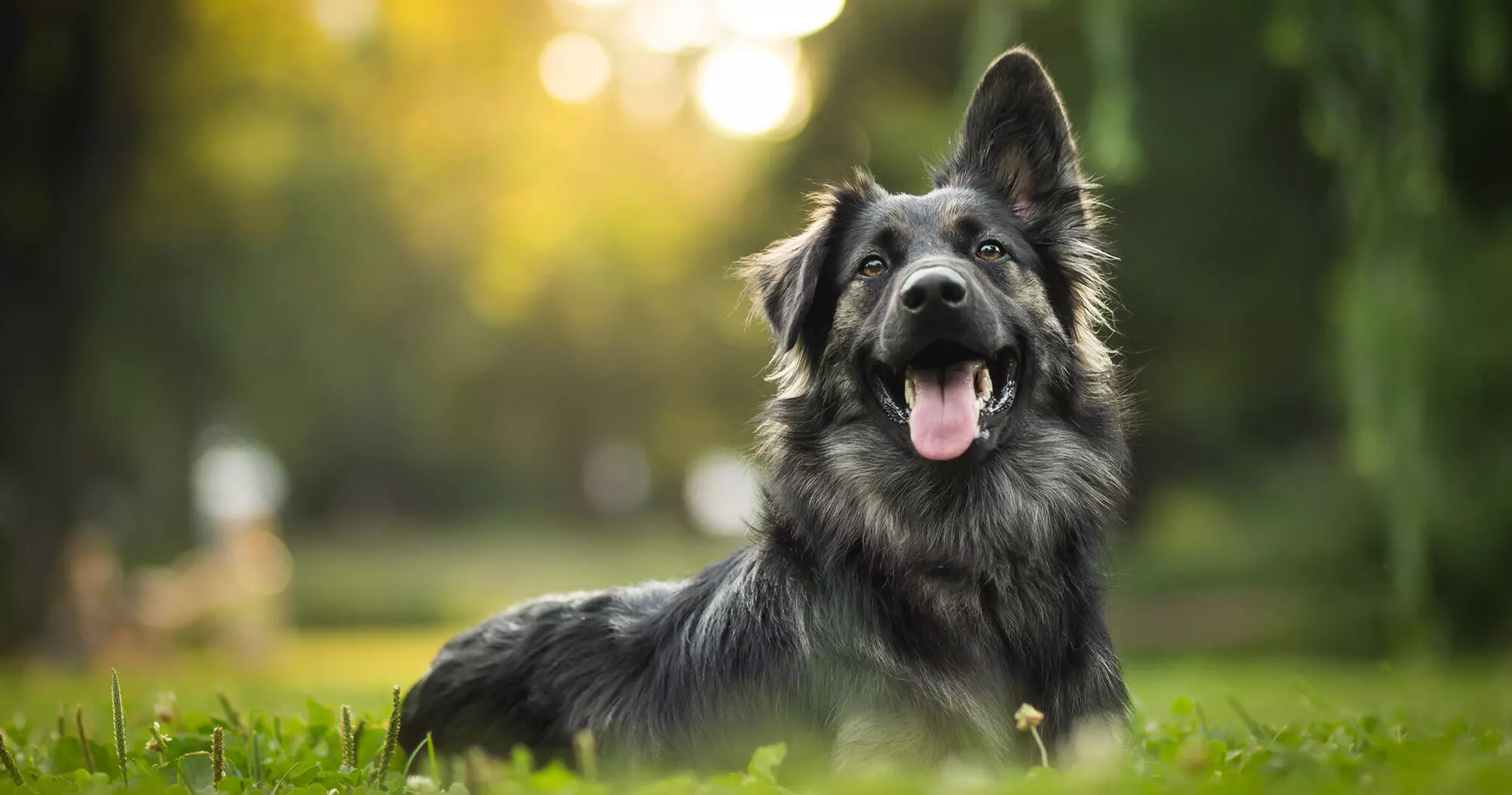 You are currently viewing Erste Hilfe Kurs Hund Standort Weil der Stadt